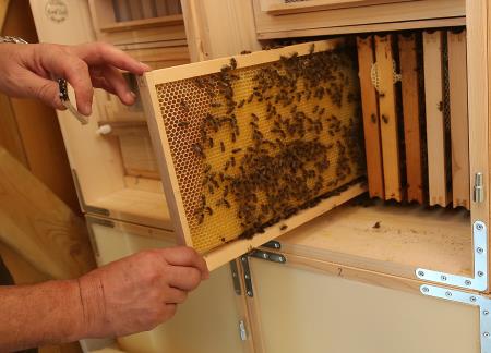 OTVORITEV IN PREDAJA ČEBELJNJAKA 29 FOTO LJUBO VUKELIČ